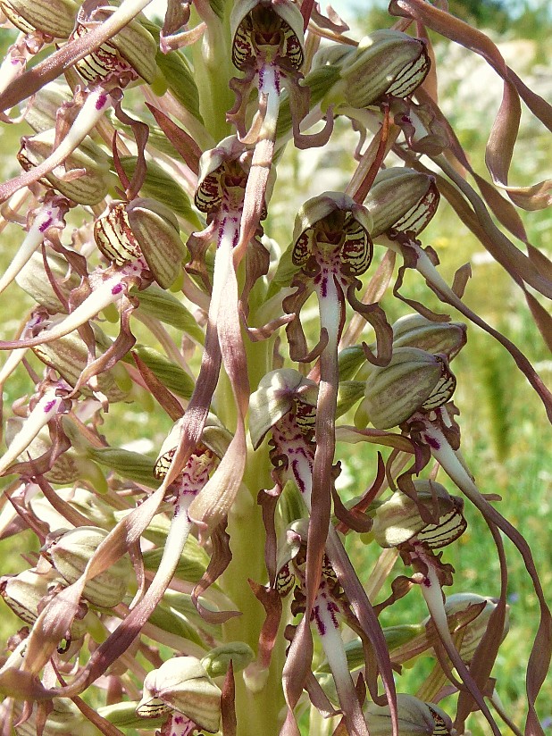 Himantoglossum Hircinum